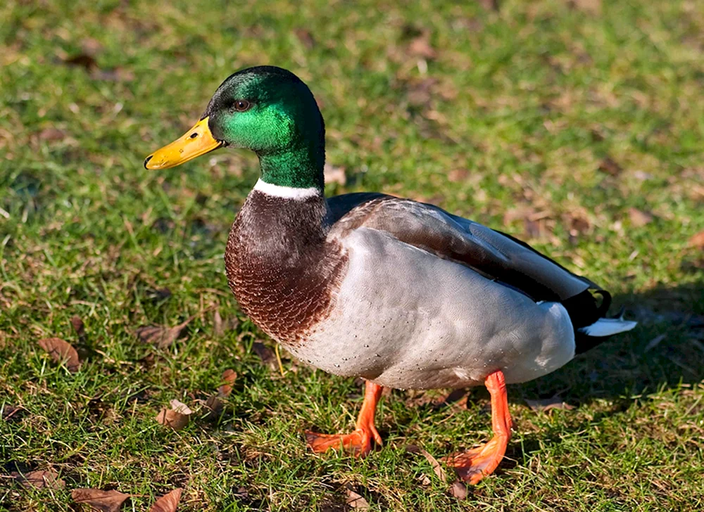 Wildes Stockente