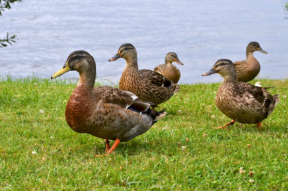 Wildes Stockente