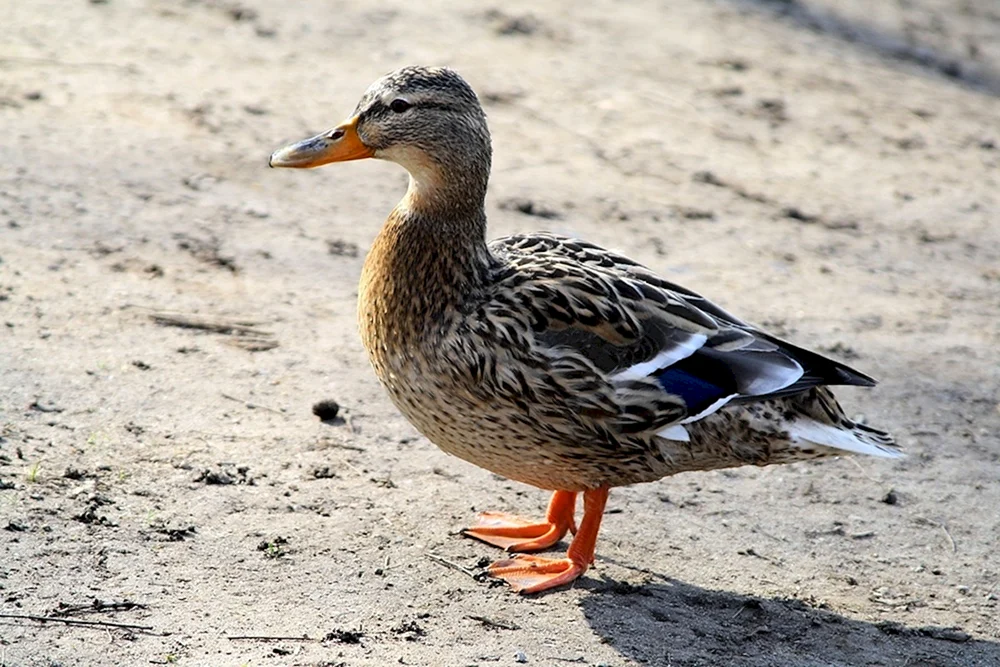 Wildente