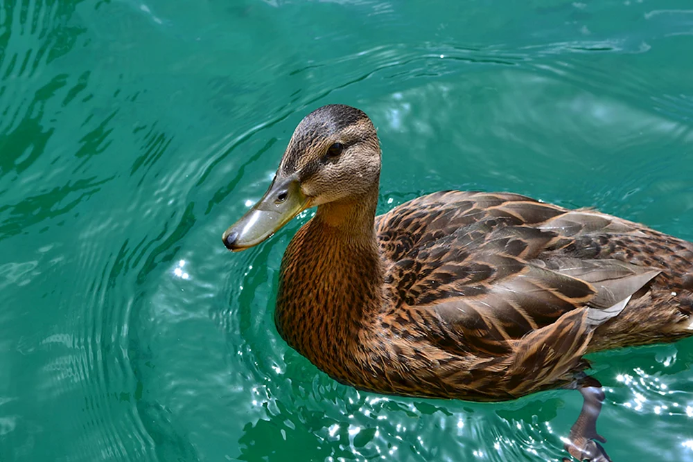 Wildente
