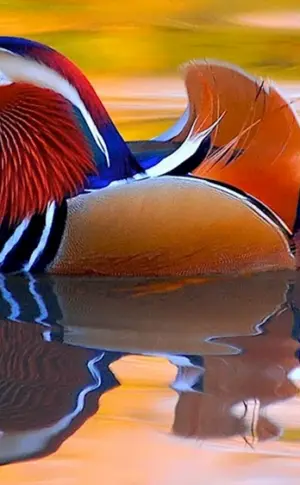 Mandarinentenvogel