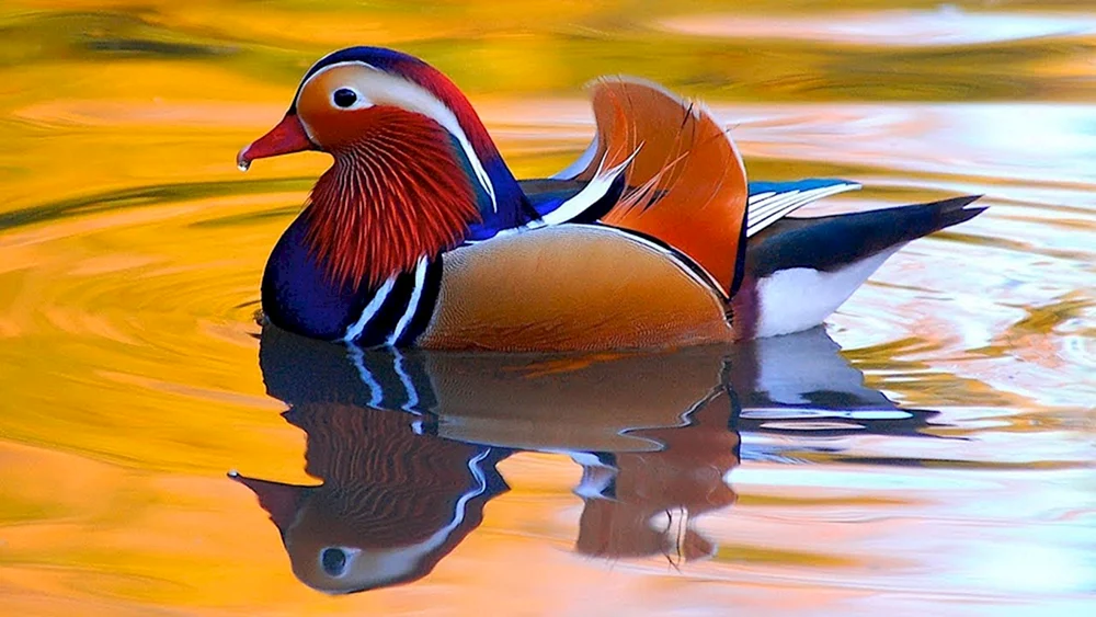 Mandarinentenvogel
