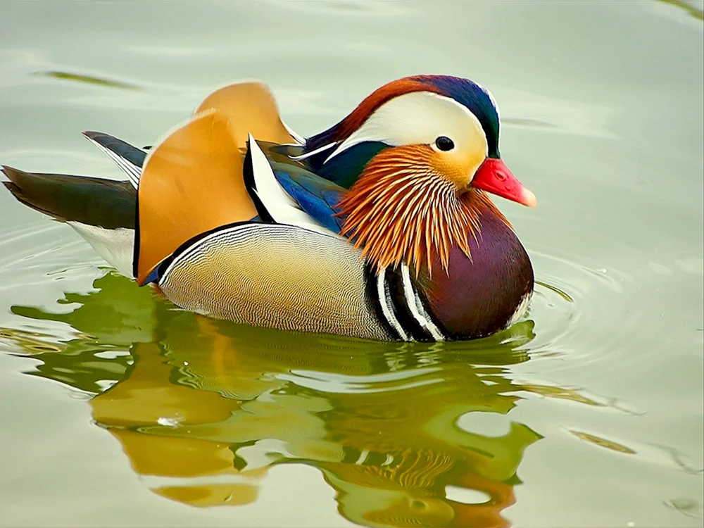 Mandarinentenvogel