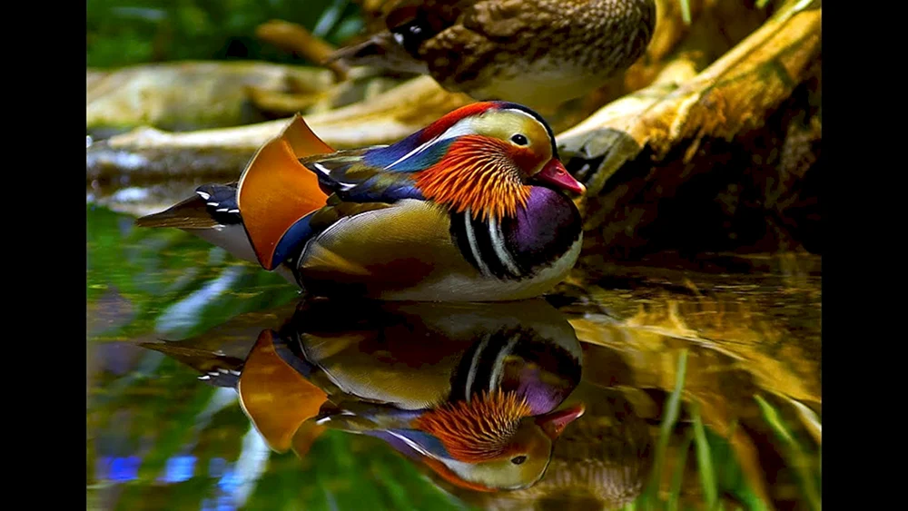 Chinesische Mandarinente