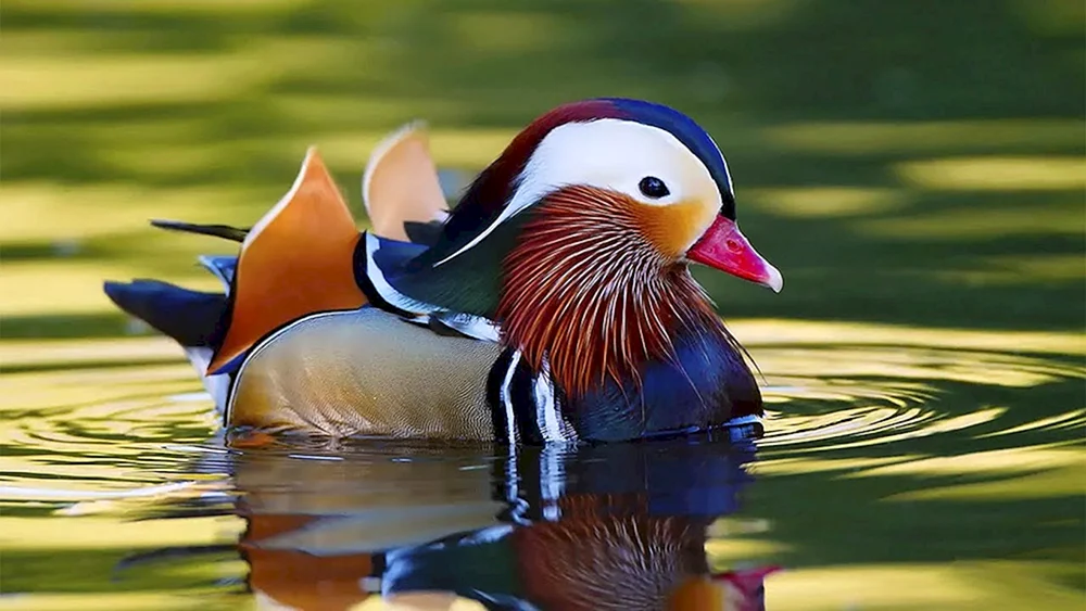 Mandarinentenvogel des Ussuriysky-Reservats