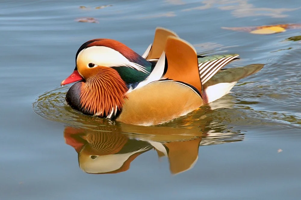 Mandarinentenvogel