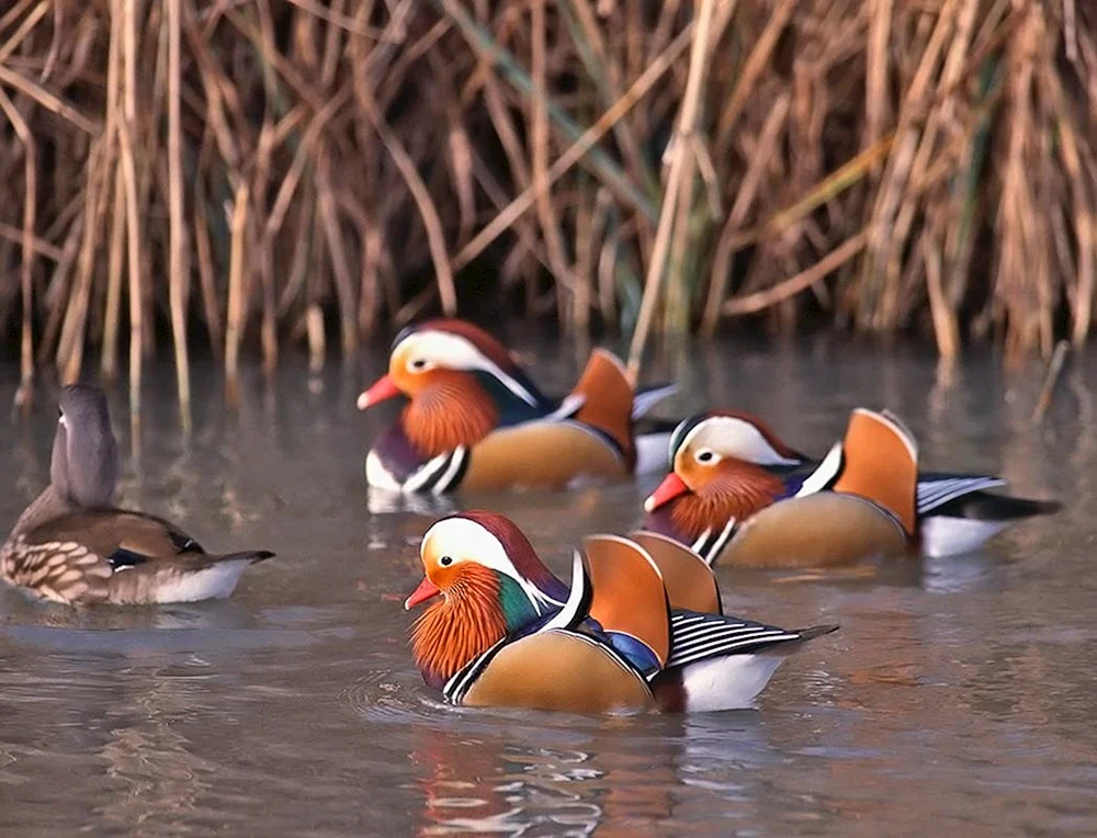 Mandarinentenvogel Männchen