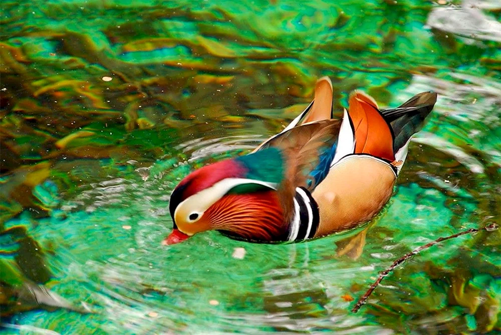 Mandarinentenvogel