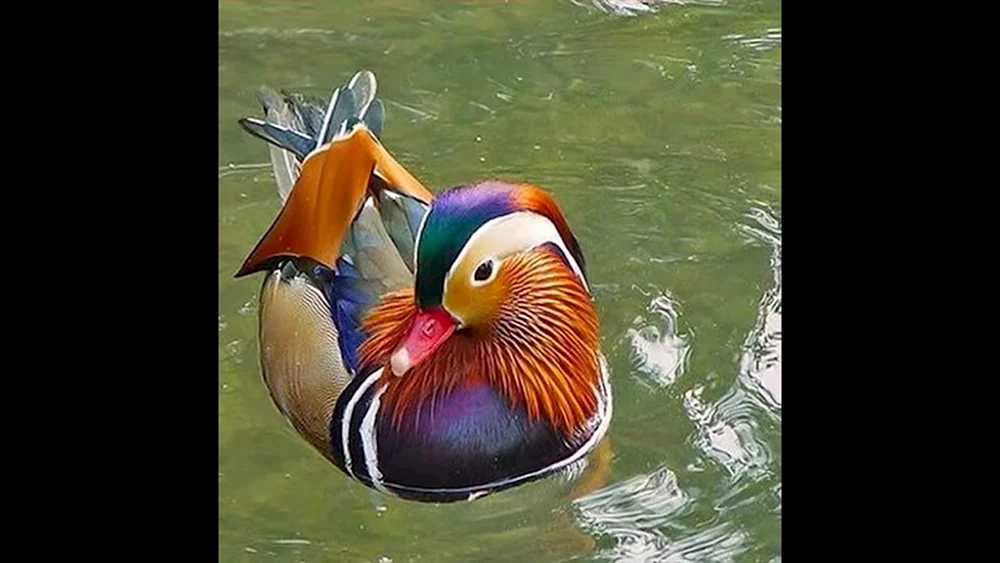 Chinesische Mandarinente