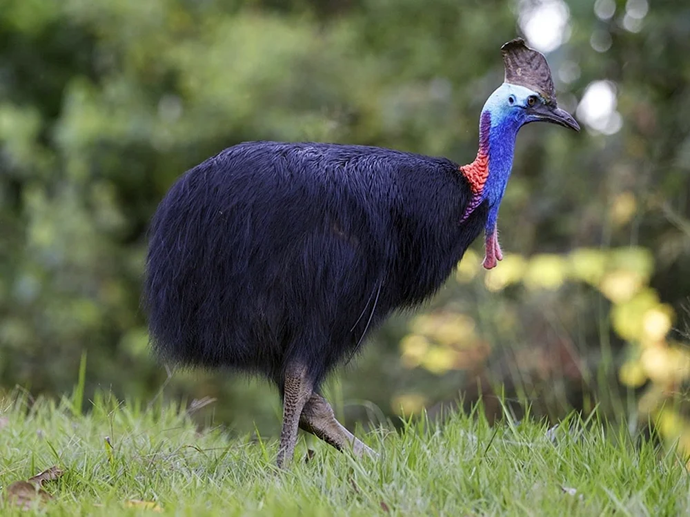 Leiervogel in Australien