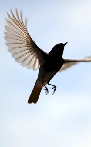 Vogel im Flug