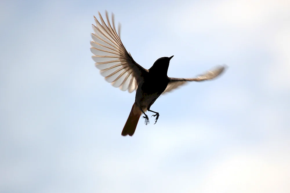 Vogel im Flug