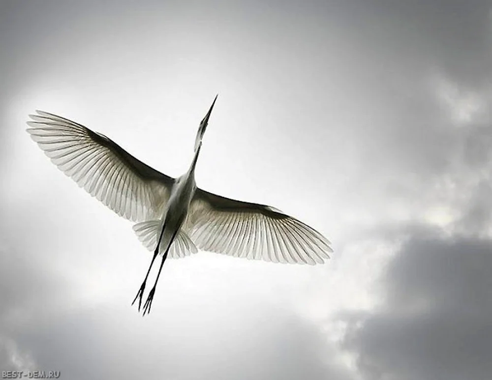 Vogel im Flug