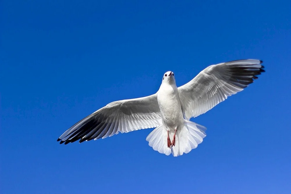 Vogel im Flug