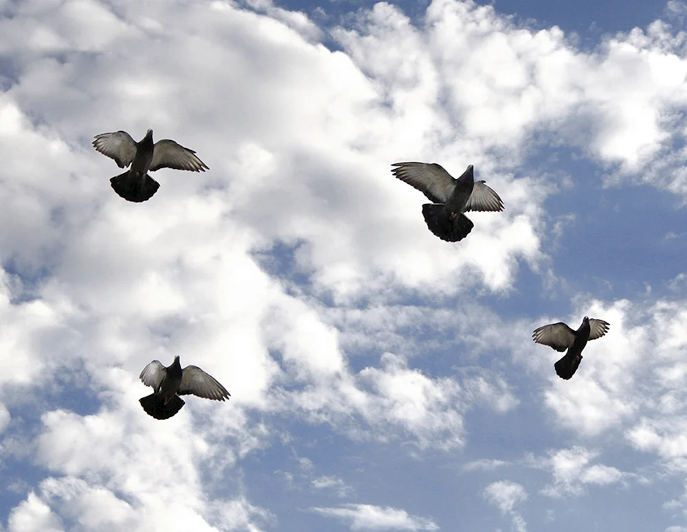 Taube im Flug