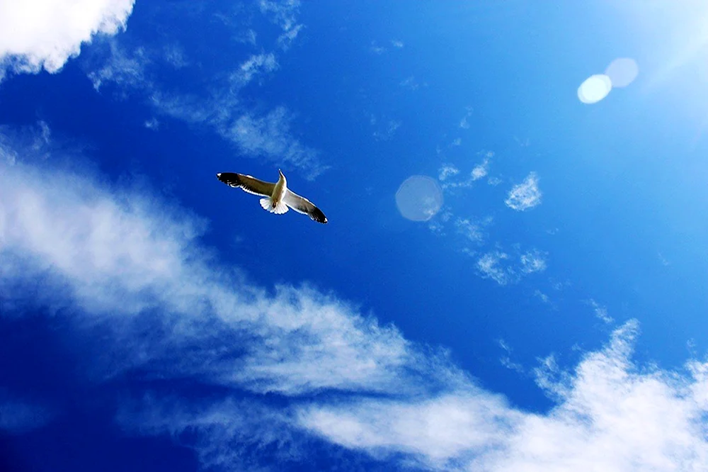 Vogel im Flug