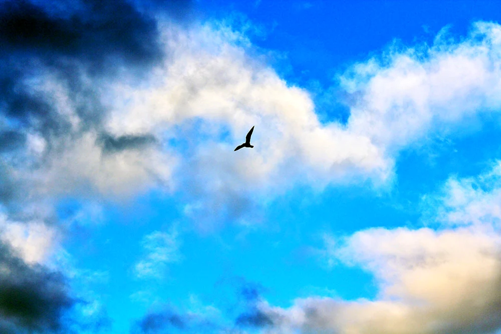 Vogel im Himmel