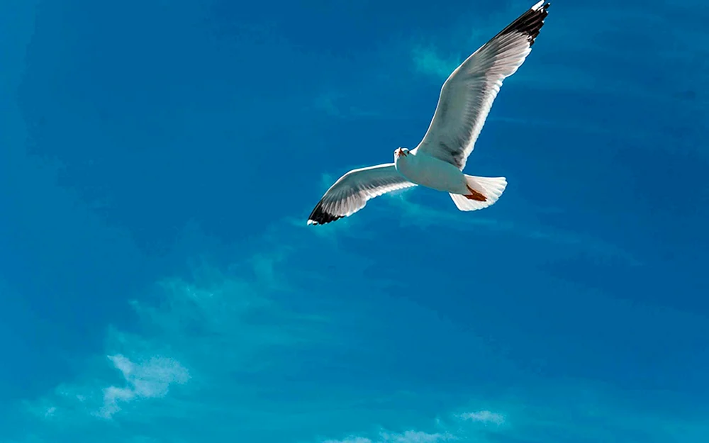 Vogel im Flug