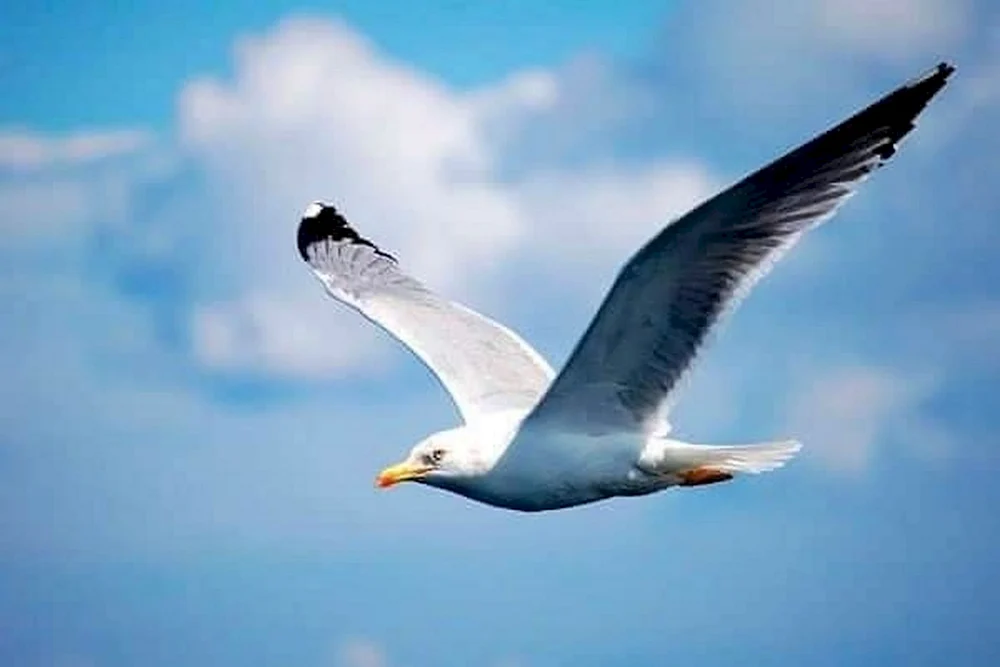 Vögel im Flug
