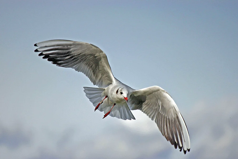 Vögel im Flug