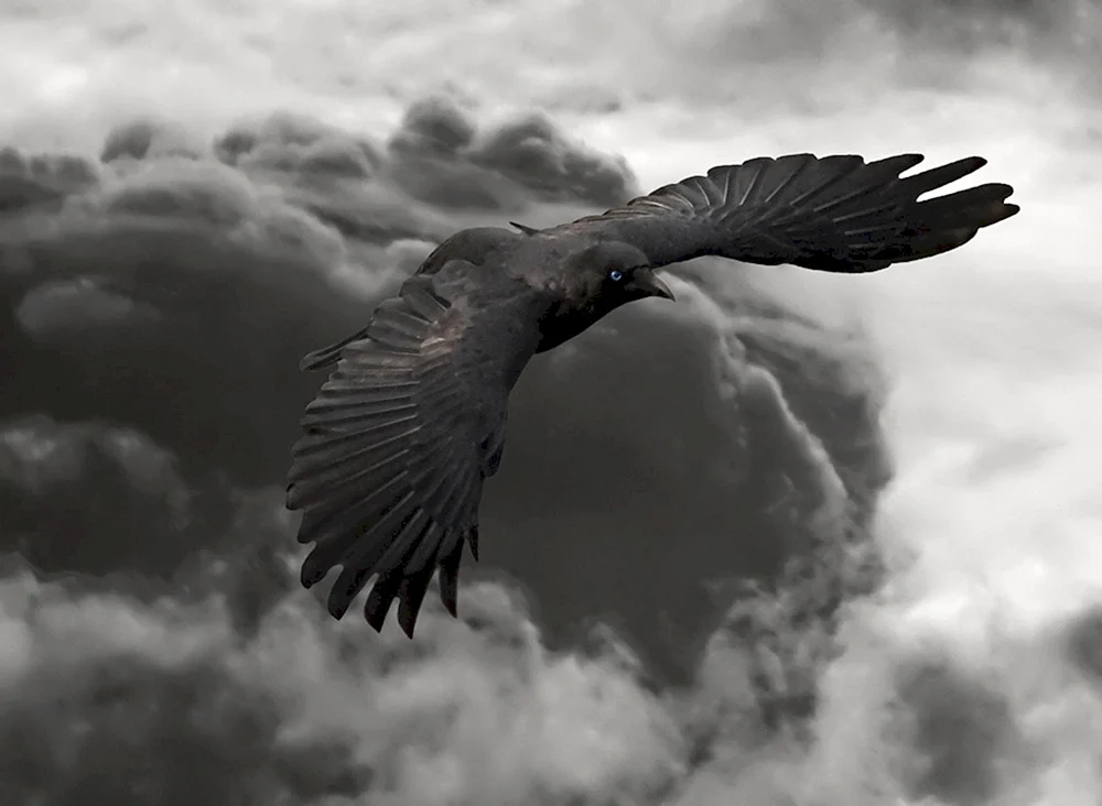 Vogel im Flug