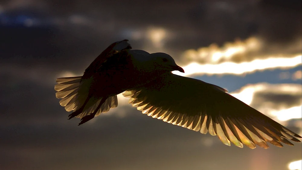Weißer Falke im Flug