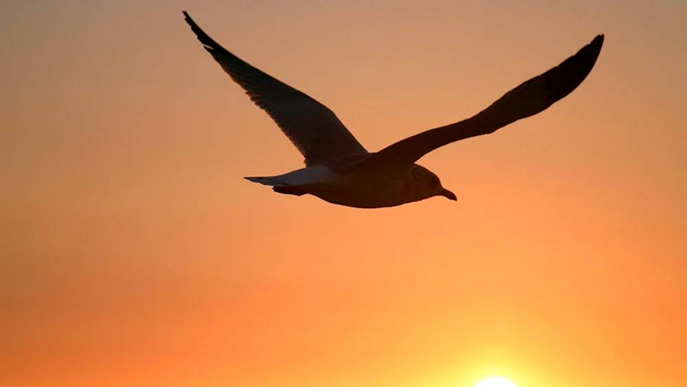 Vogel im Flug