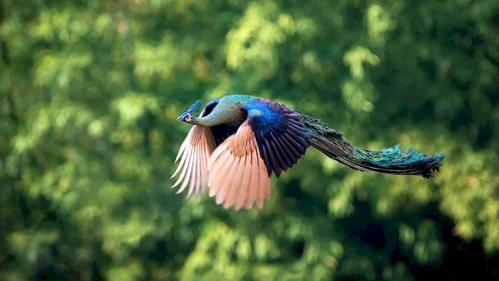 Vögel über dem Wasser