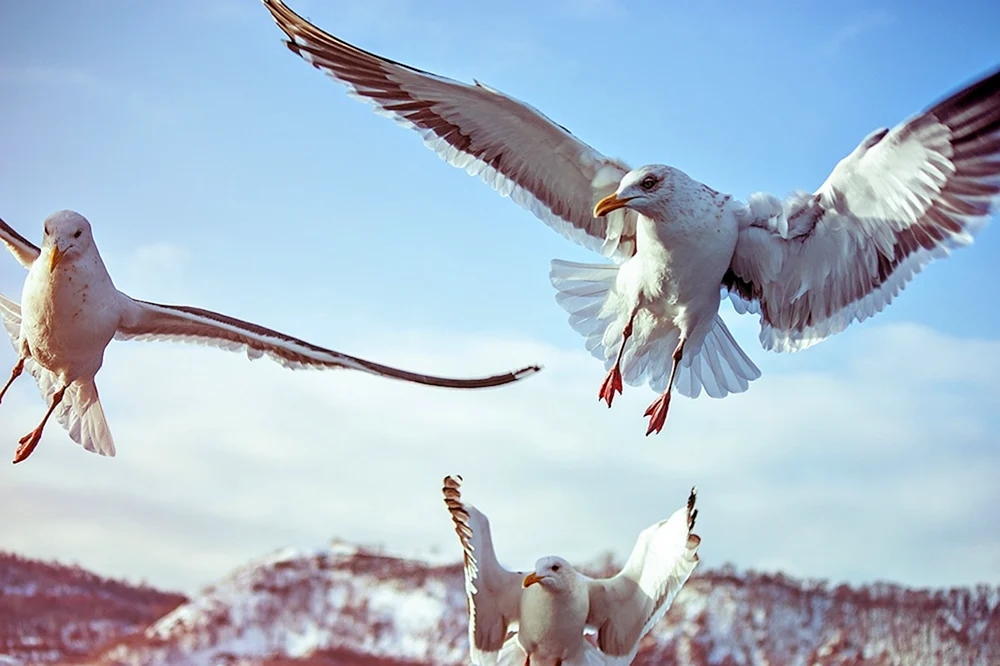 Vogel im Flug