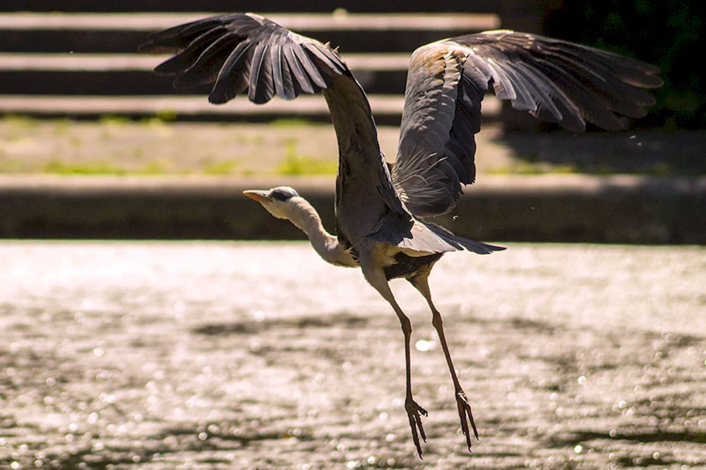 Vogel im Flug