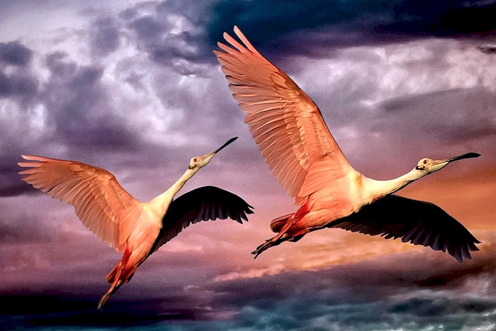 Vogel im Flug