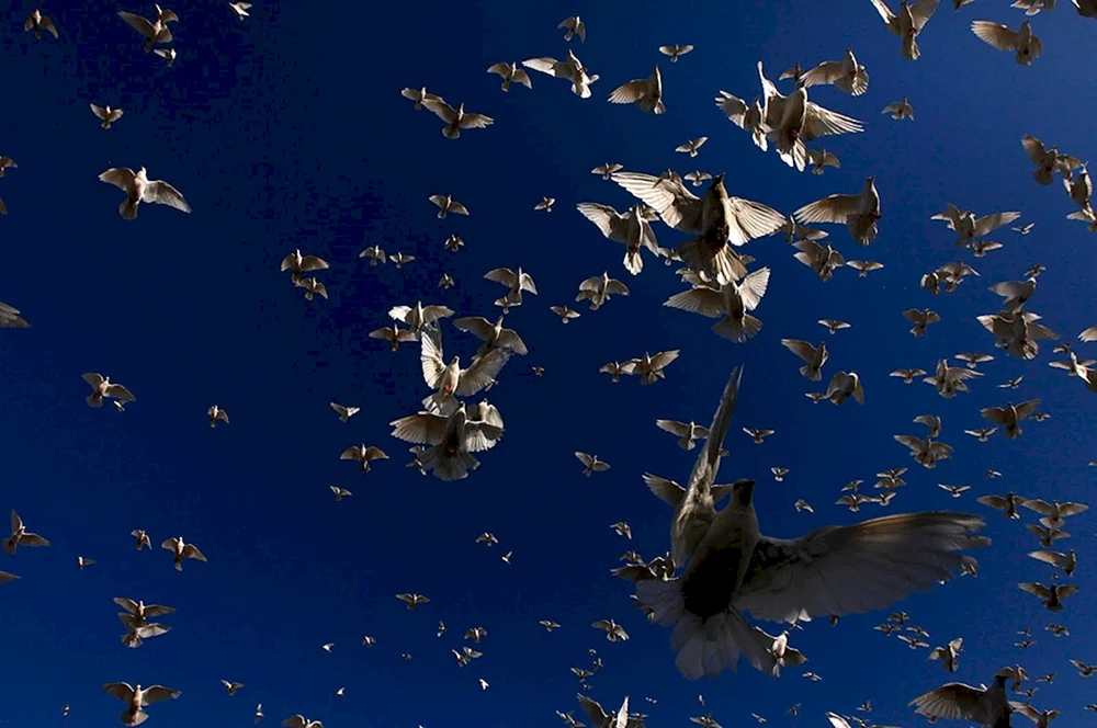 Vögel im Himmel