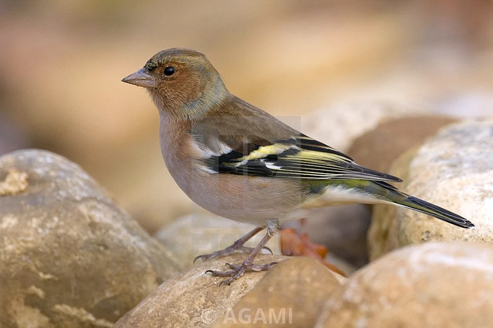 Pfeifvogel weiblich