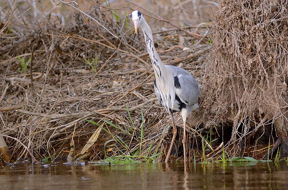 Vögel des Astrachan-Reservats