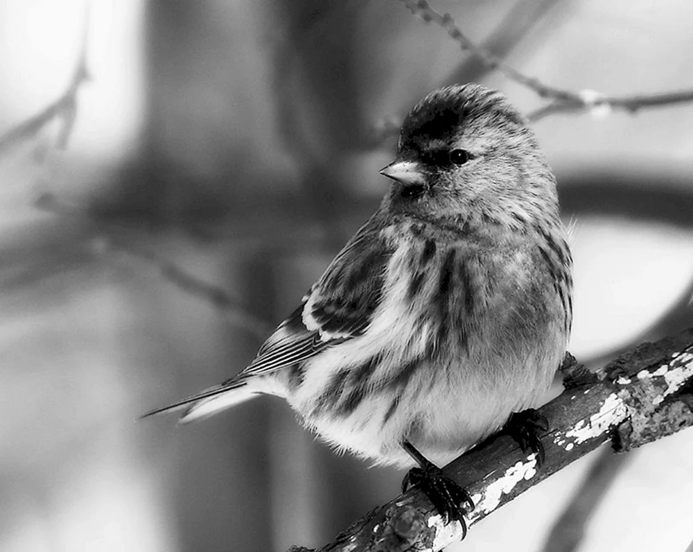 Rötelpfeifvogel Shchur