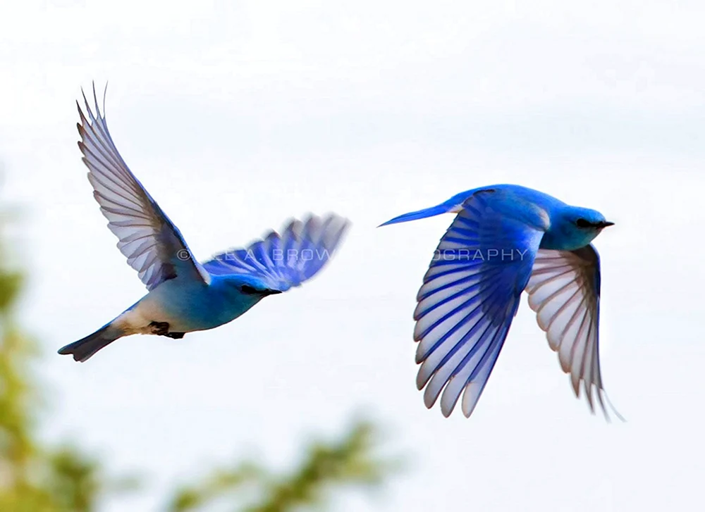 Albatros und Vogel im Flug