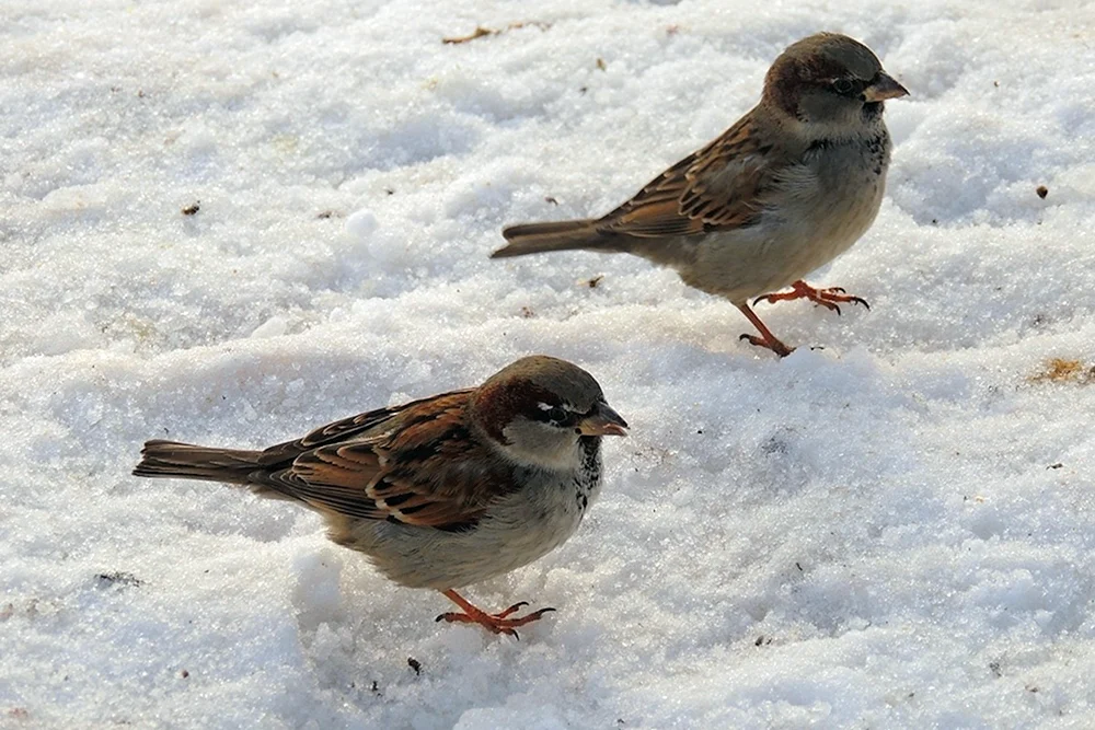 Wintervögel