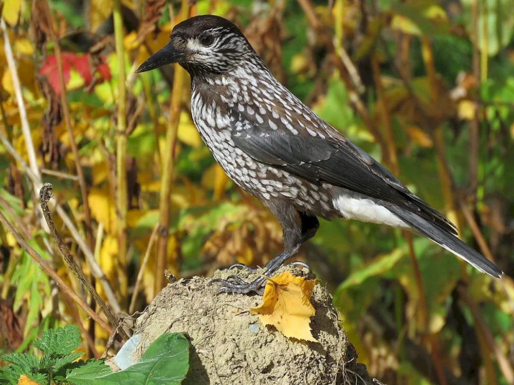 Vögel des Altaigebirges im Winter