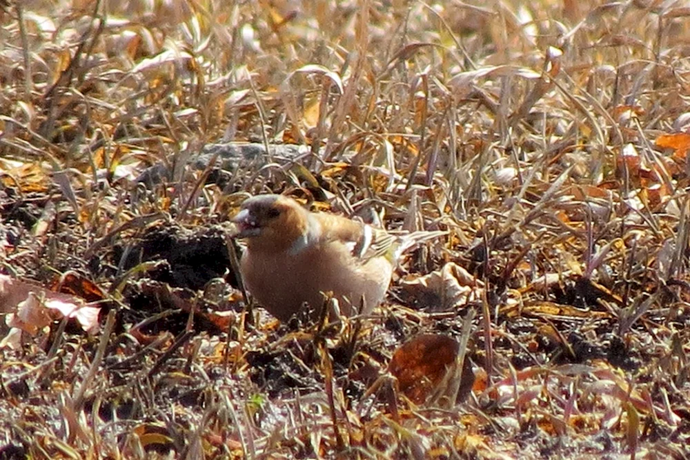 Wilde Vögel des Altai-Gebirges