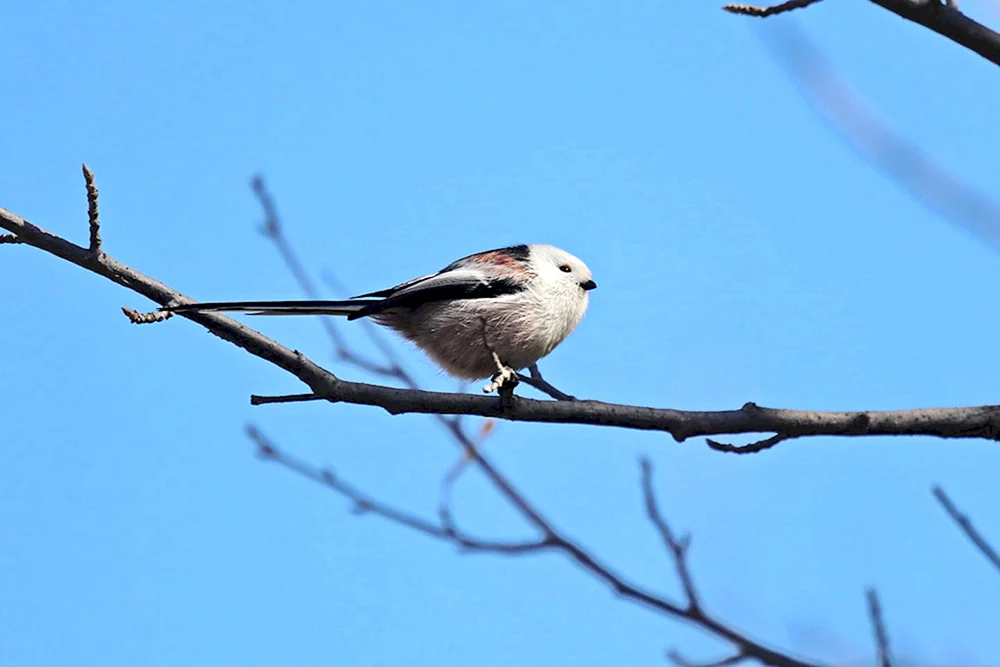 Vögel des Altai-Gebirges