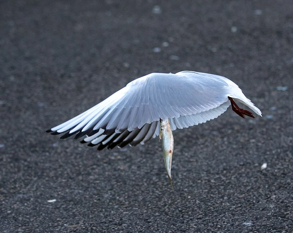 Vögel von Ankara