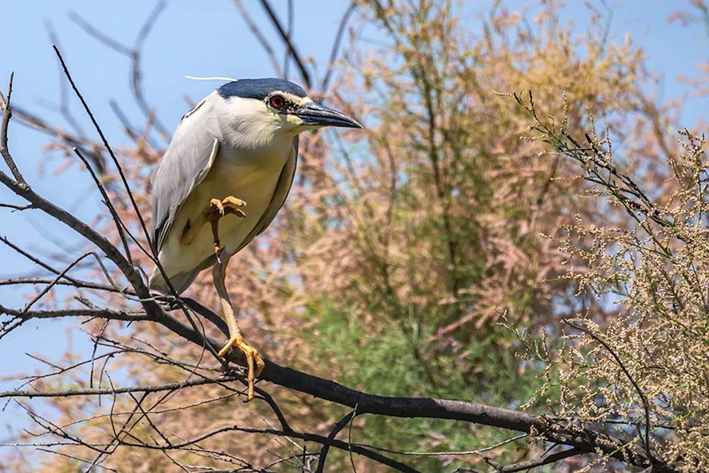 Vögel der Region Astrachan
