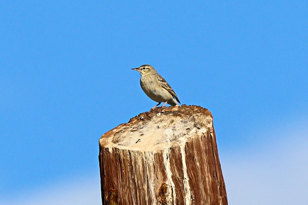 Kleiner Grauvogel des Altai