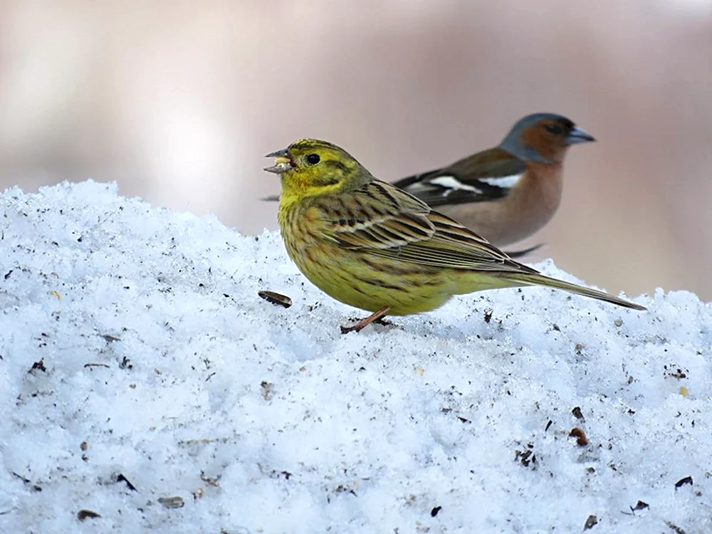 Vögel des Altai-Gebirges