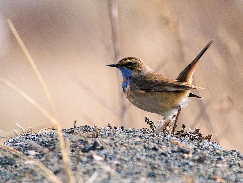 Sommervögel des Altaigebirges