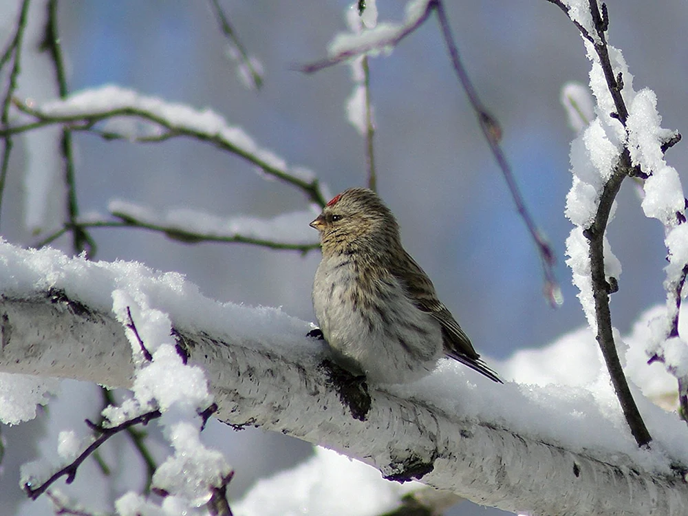 Klein grauer Vogel des Altaigebirges im Winter Kleine Vögel des Altai-Gebirges
