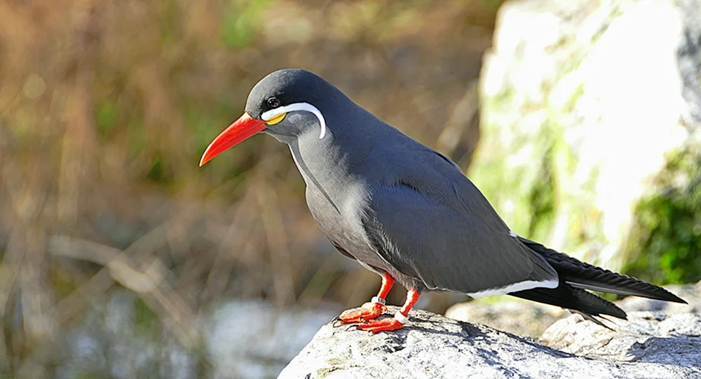 Ziehende Singvögel auf der Krim