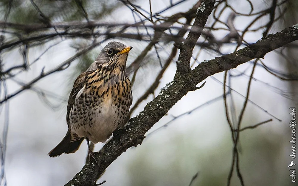 Vögel der Region Swerdlowsk Foto