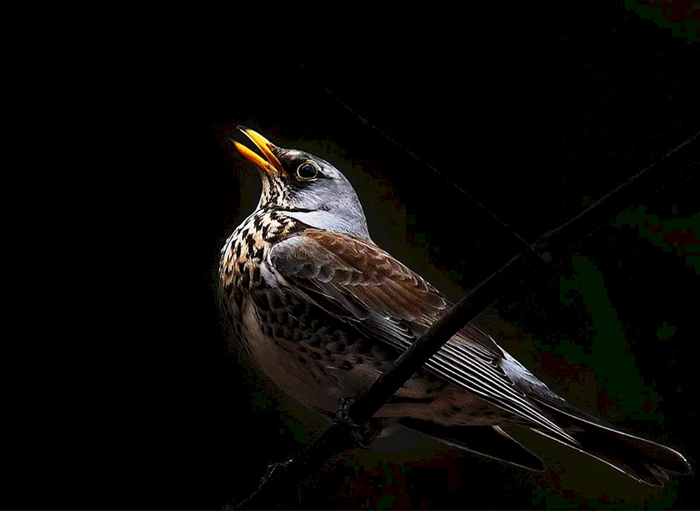 Vögel von Krasnogorsk, Moskauer Gebiet