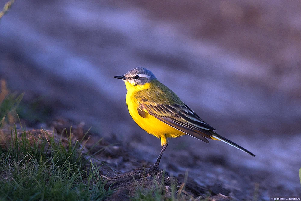 Vögel der Krimstelze
